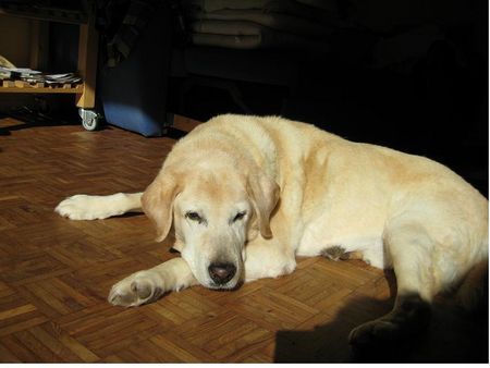 Labrador Retriever Benny Herbst 2007