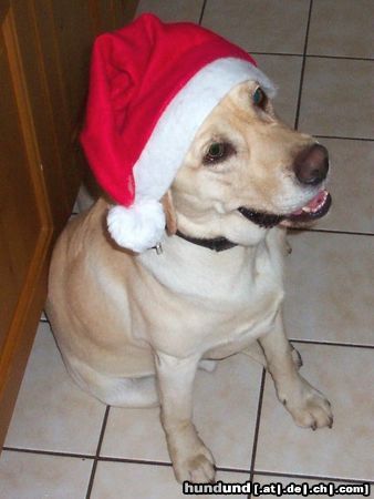 Labrador Retriever Benny Nikolaus