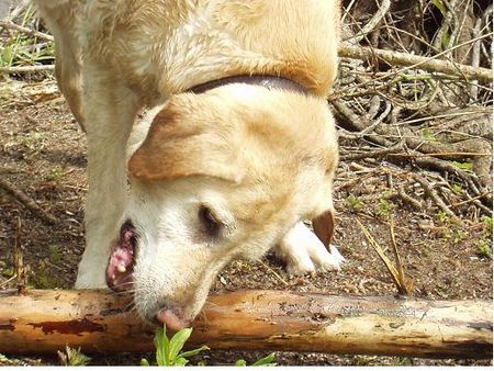 Labrador Retriever Benny am See 2004 (12 Jahre alt)