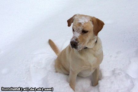 Labrador Retriever ist das schön..