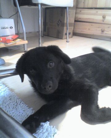 Labrador Retriever Hallo ich bin die Phoebe ich bin  noch jung und erst 3 1/2 Monate alt