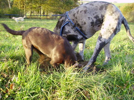 Labrador Retriever Penny 6 Monate und Nessie (Dogge) am arbeiten