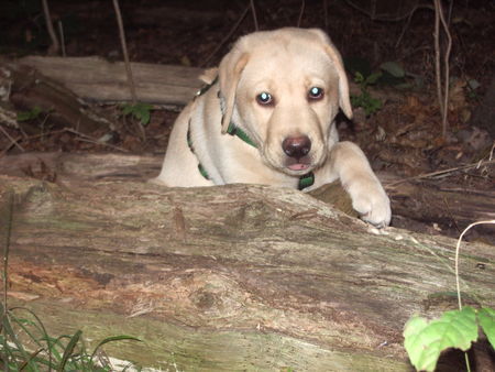 Labrador Retriever ich bin kosmo