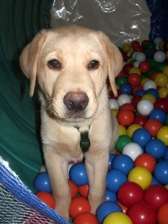 Labrador Retriever kosmo