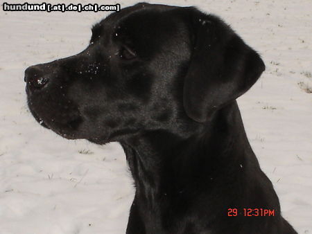 Labrador Retriever CJ