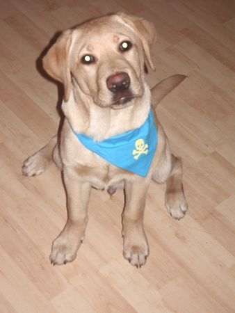 Labrador Retriever kosmo