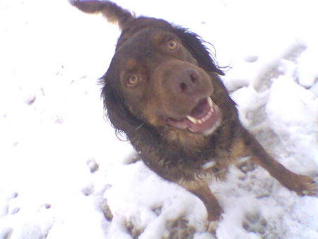 Labrador Retriever Let it Snow 