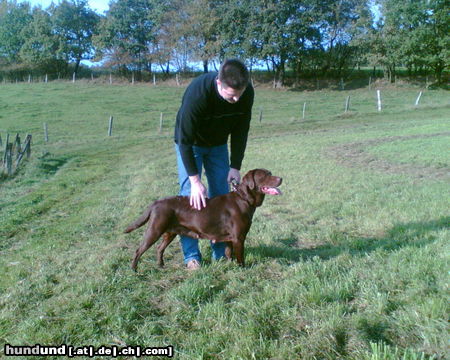 Labrador Retriever Luni