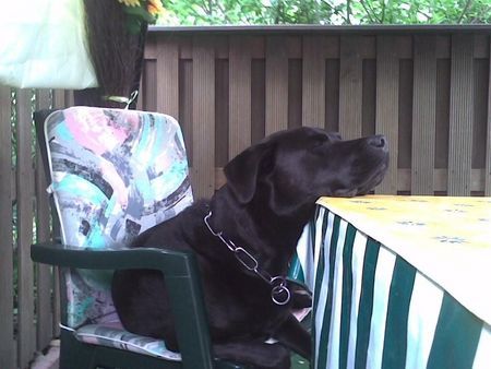 Labrador Retriever ich verpasse das essen nicht !!!!