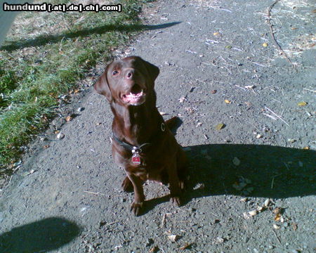 Labrador Retriever Unsere Luni