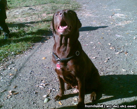 Labrador Retriever Unsere Luni