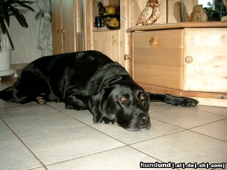 Labrador Retriever Rusty