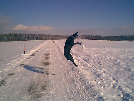 Labrador Retriever Nein, er explodiert nicht :)