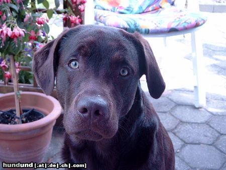 Labrador Retriever