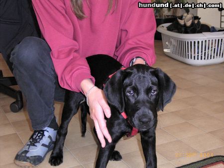 Labrador Retriever Neues Familienmitglied