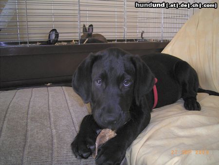 Labrador Retriever Neues Familienmitglied