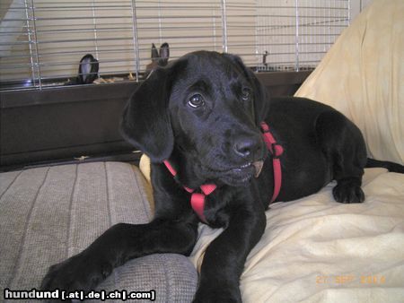 Labrador Retriever Neues Familienmitglied