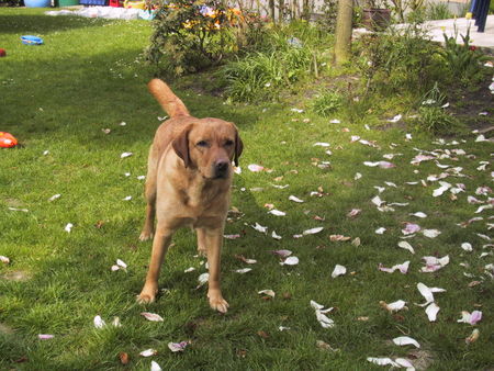 Labrador Retriever