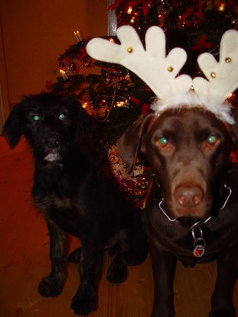 Labrador Retriever Bunter Hund