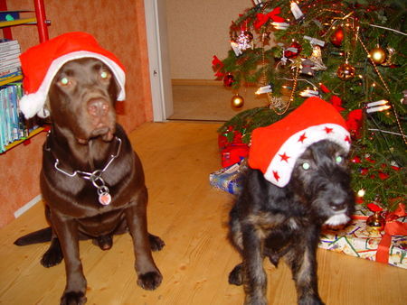 Labrador Retriever Auch HUNDE glauben an den Weihnachtsmann