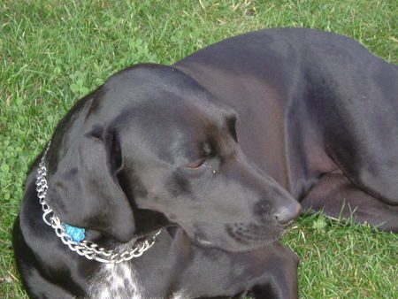 Labrador Retriever Kimi is watching