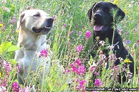 Labrador Retriever Blumenwiese