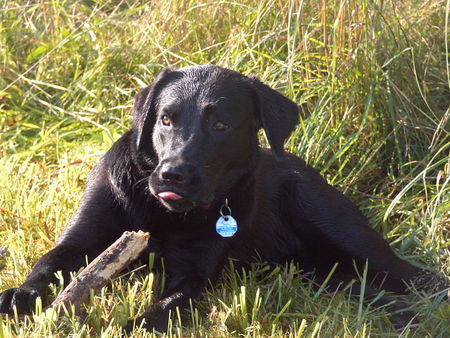 Labrador Retriever Statt freundlich zu lächeln: BÄÄÄÄÄÄHHH