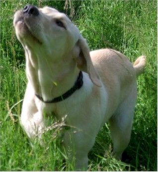 Labrador Retriever