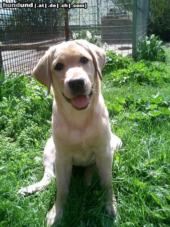 Labrador Retriever Ginger