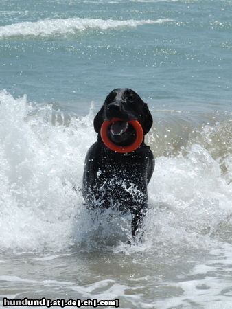 Labrador Retriever Loui im Urlaub