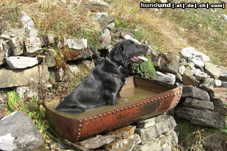 Labrador Retriever Loui in der Wanne