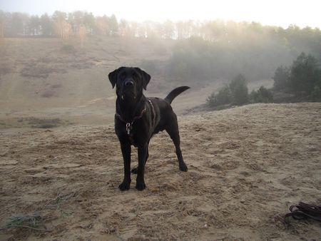 Labrador Retriever Ben