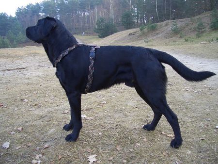 Labrador Retriever Ben