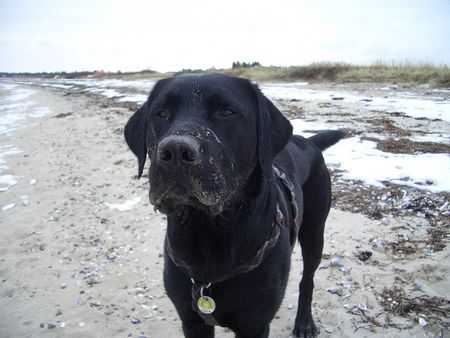 Labrador Retriever Ben in Dänemark