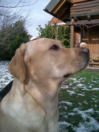 Labrador Retriever Ganz schön schwierig - für einen Labbi !