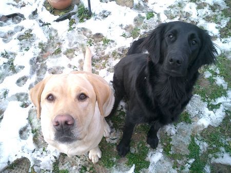 Labrador Retriever Ginger+Hannah