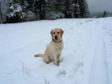 Labrador Retriever CANDY vom grossem Weinberg