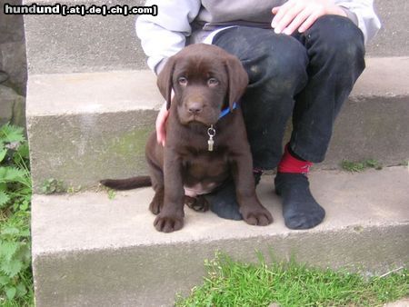 Labrador Retriever Choco, 10 Wochen