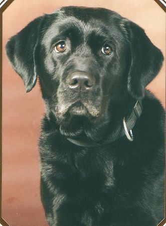 Labrador Retriever Coffi Toffi von der Schweineweide