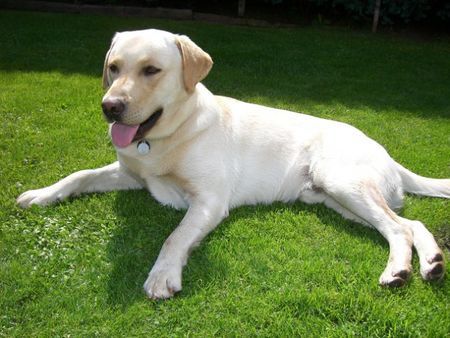 Labrador Retriever