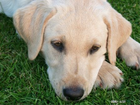 Labrador Retriever