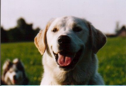 Labrador Retriever Fehlerhaftes Upload - Absender ging verloren!