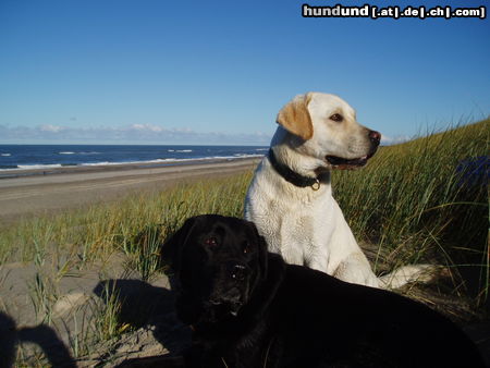 Labrador Retriever Butch und Joe