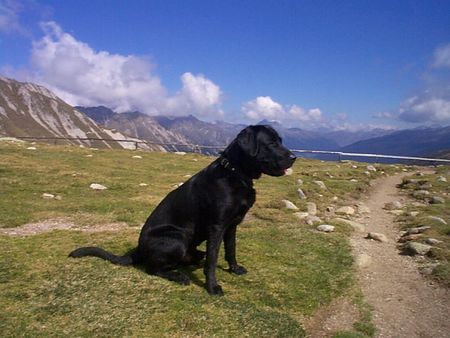 Labrador Retriever