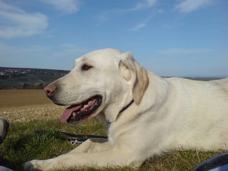 Labrador Retriever bin fix und foxi aber glücklich