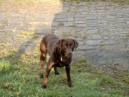 Labrador Retriever Ich warte immer auf action