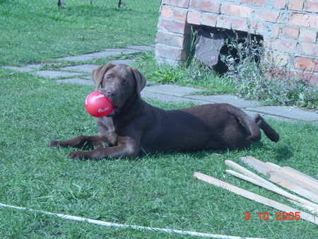 Labrador Retriever Eny 4 Monate 