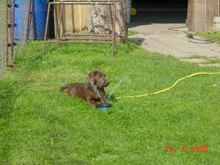 Labrador Retriever Eny 3  Monate 