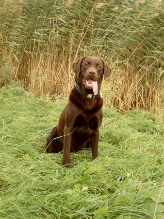 Labrador Retriever ...ein toller Tag an der Elbe ...