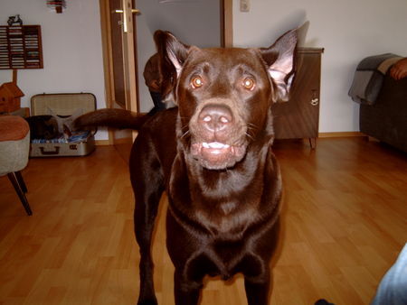 Labrador Retriever ... immer zu spässchen aufgelegt , Labrador eben